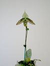 Paphiopedilum wardii (Hengduan Mountains Biotechnology) Китай 